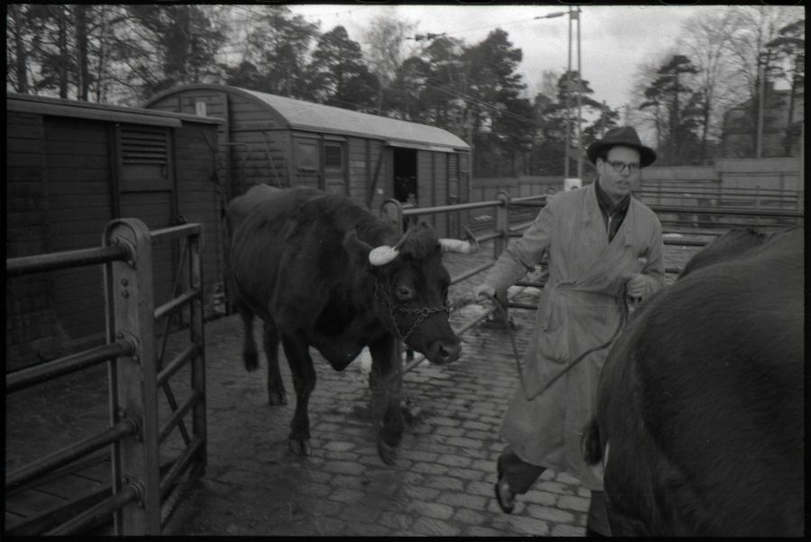 Stockholm slakthuset 1955.jpg
