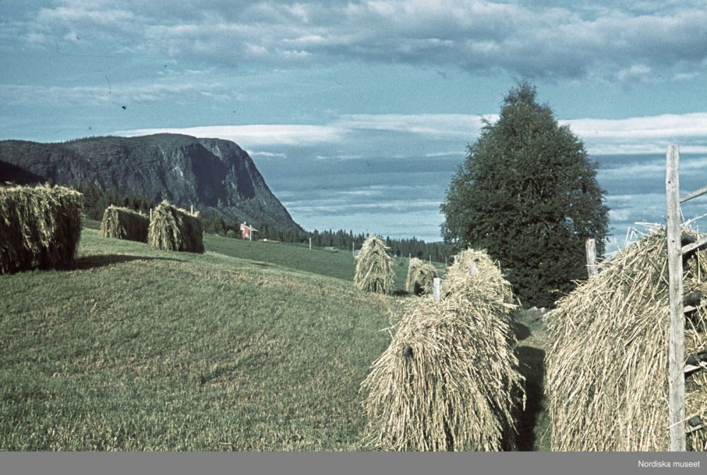 Frostviken.jpg